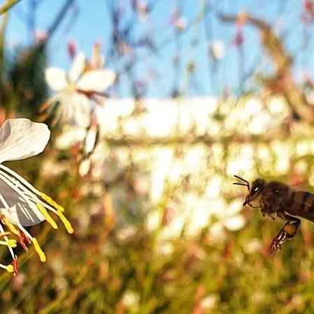Il Giardino Ritrovato Frühstückspension