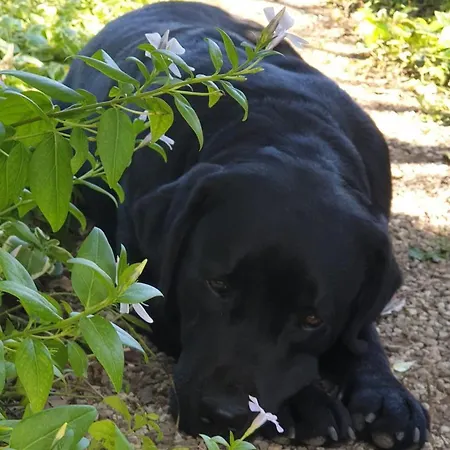 Il Giardino Ritrovato Frühstückspension