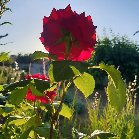 Il Giardino Ritrovato Frühstückspension